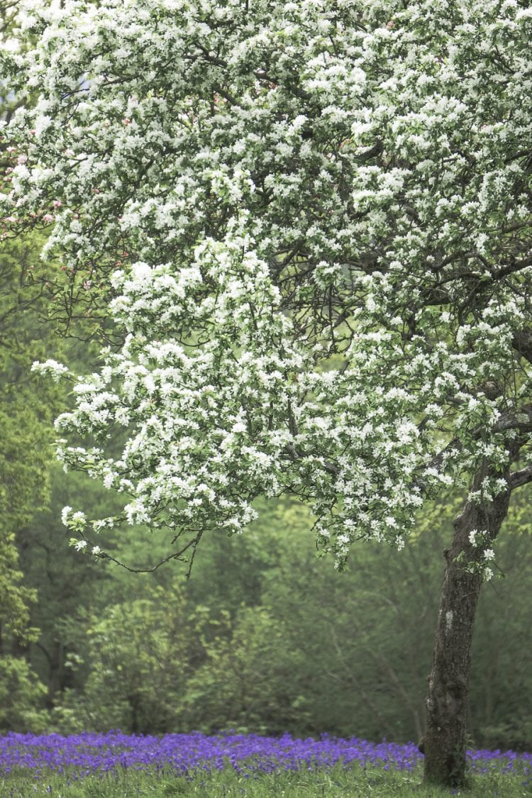 Apple blossoms and bluebells