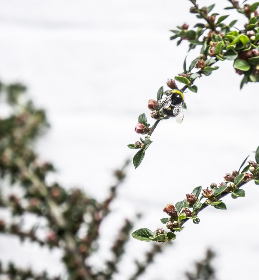 Bee buzzing on flowers