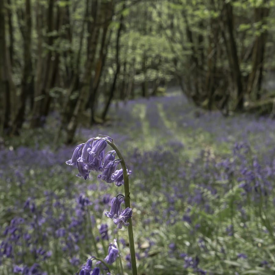 Bluebell and woods