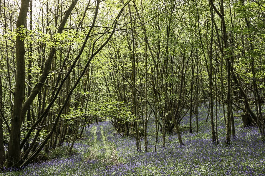 Bluebell road in woods