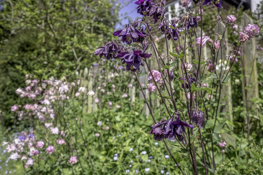 Flowers by English cottage garden fence