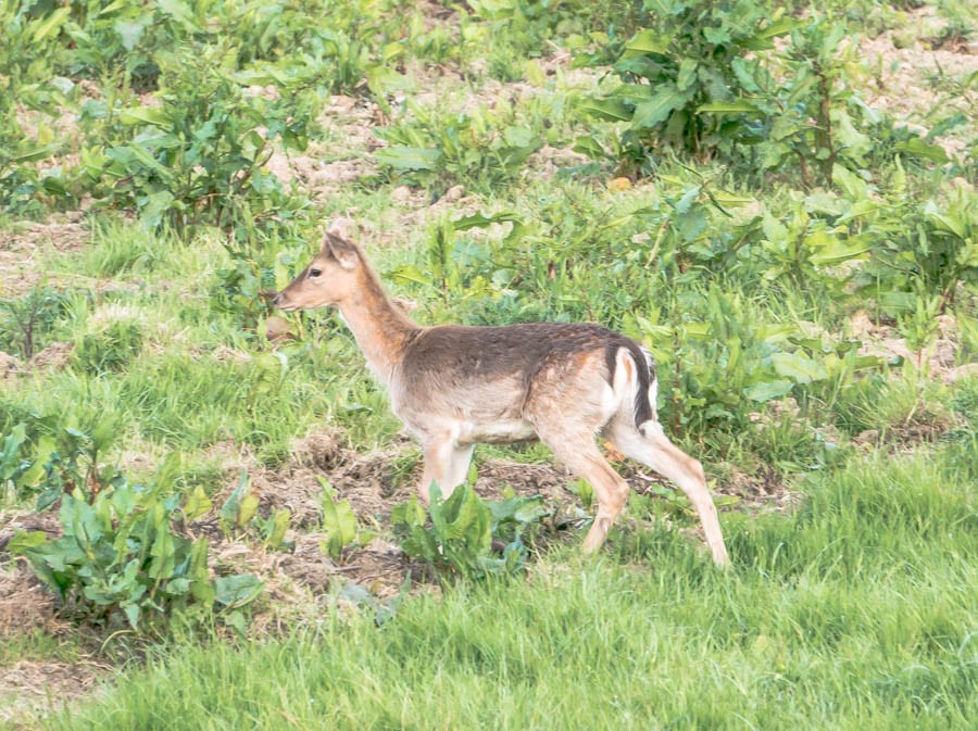 Deer near garden