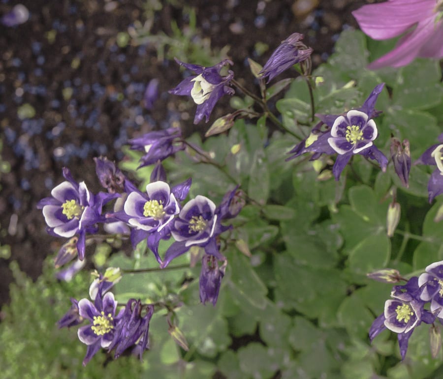 Granny's bonnet