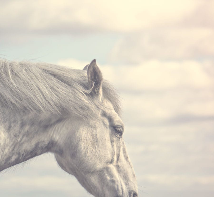 Dreaming horse and sky