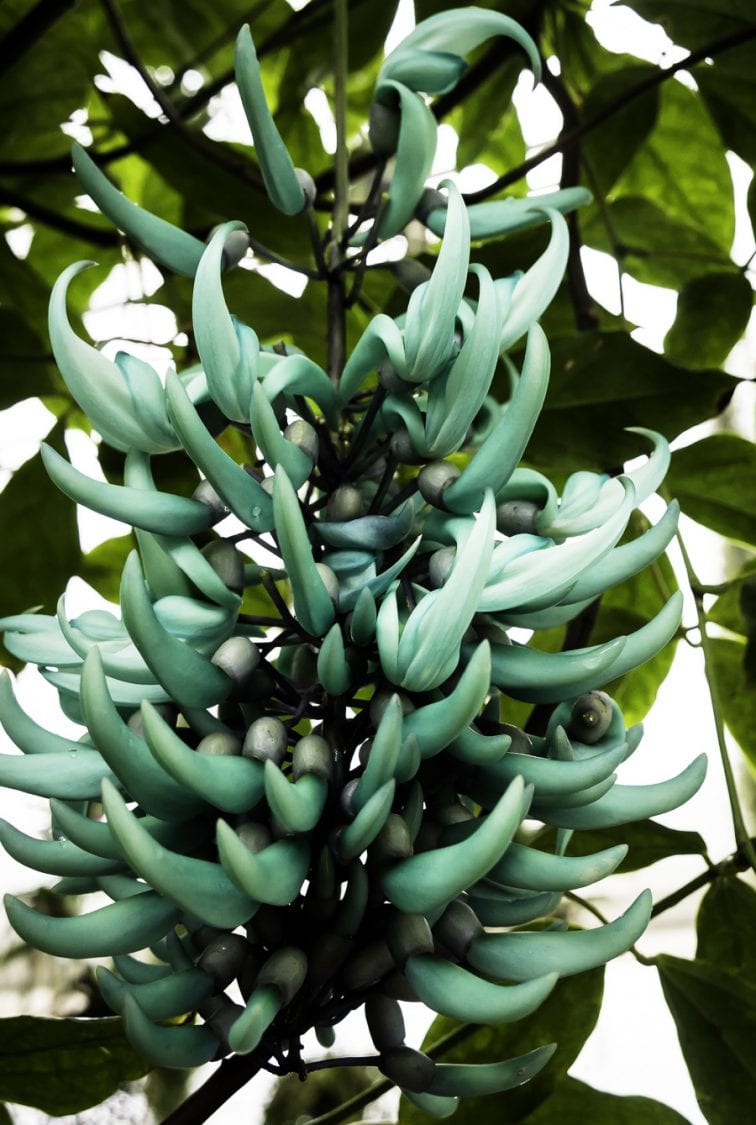 Jade colour plant