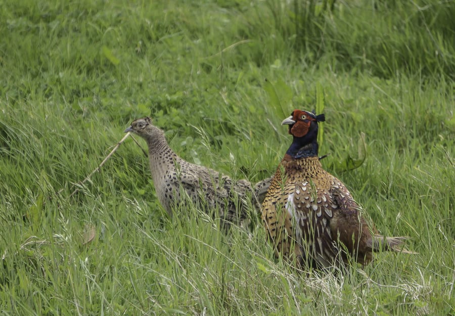 Male and female pheasants