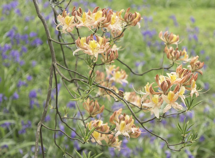 Contrast of orange flowers and bluebells