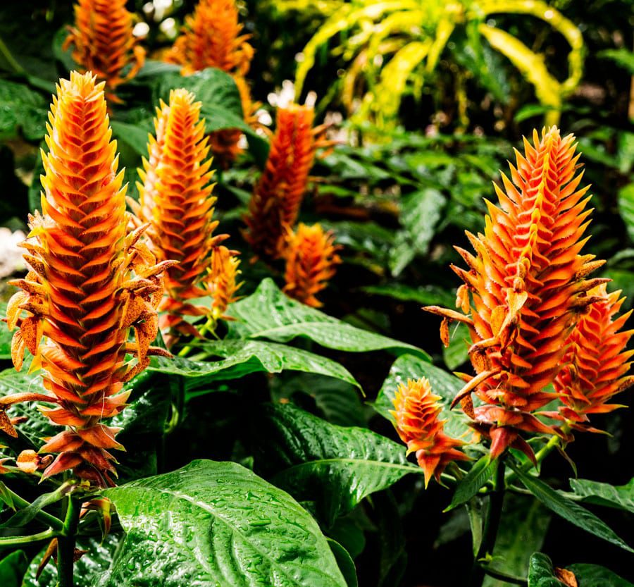 Orange exotic flowers