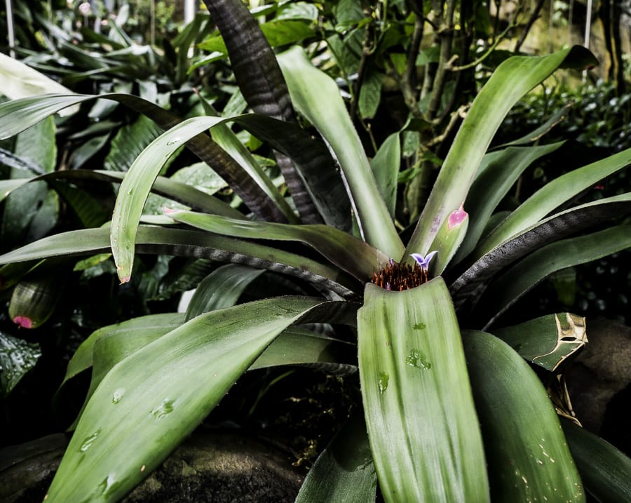 Palm plant wth flower in centre