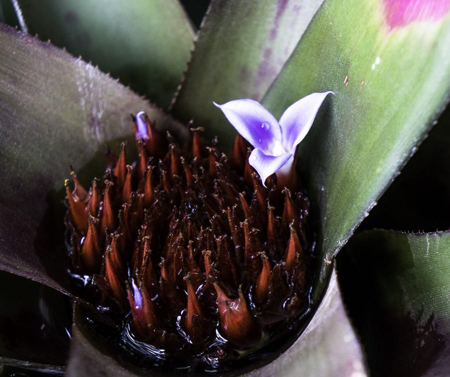 Flower in palm plant