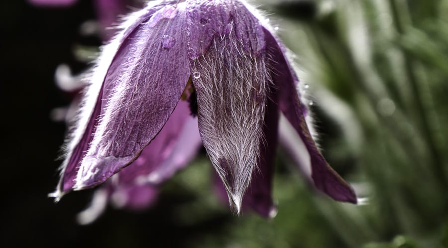 Pasque flower Pulsatilla vulgaris