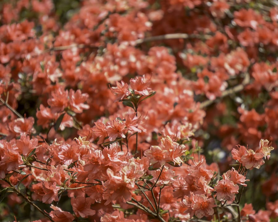 Red rhododendron