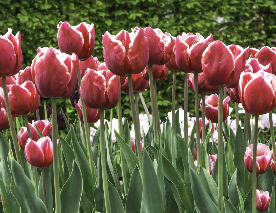 Red tulips with white edges