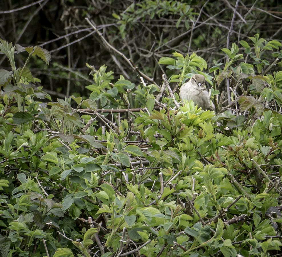 Sparrow in hedge