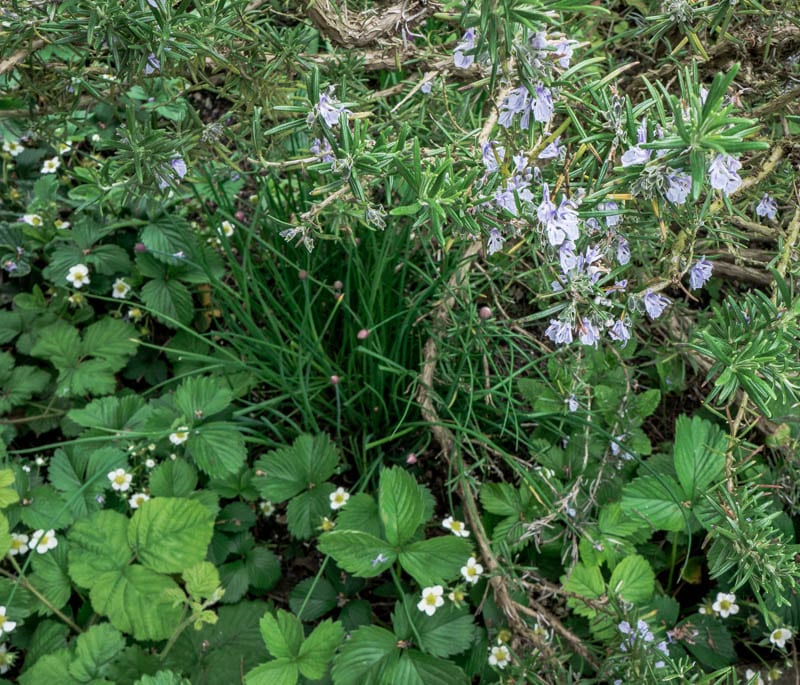 Strawberry plants under rosemary over view