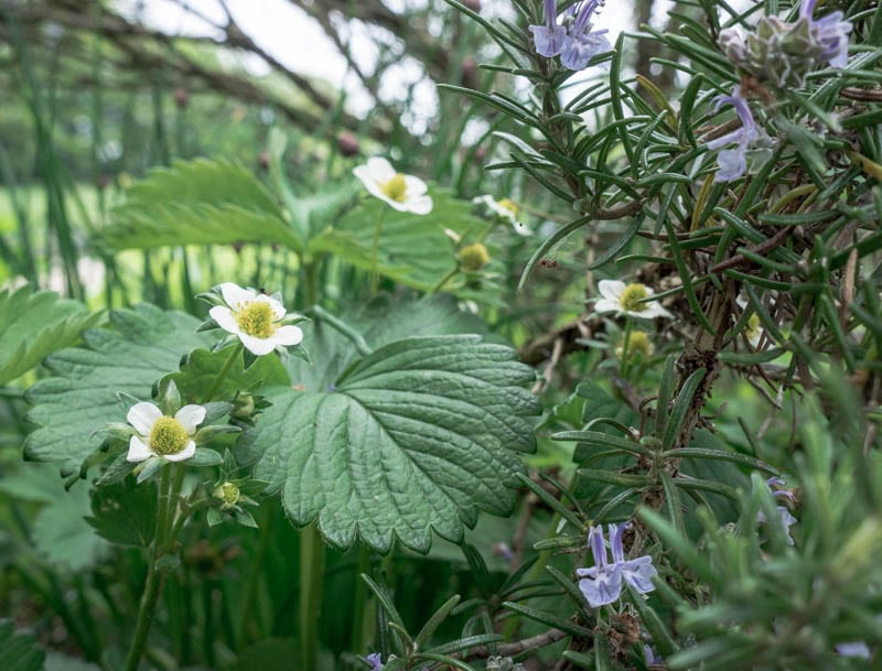 Strawberry plants under rosemary