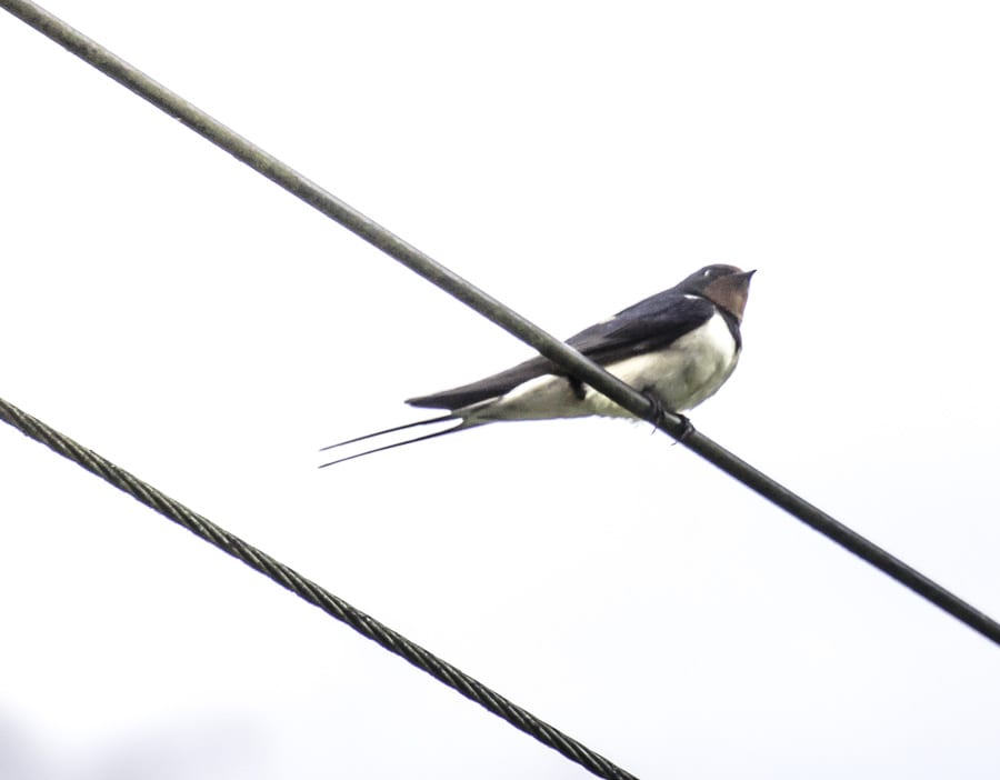 Swallow on wire