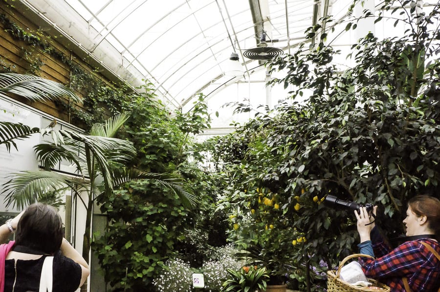 Tanya and Annie taking photos of robin at RHS Wisley