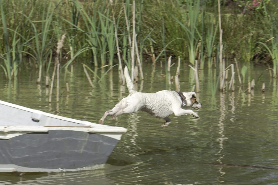 terrier jumping into pond