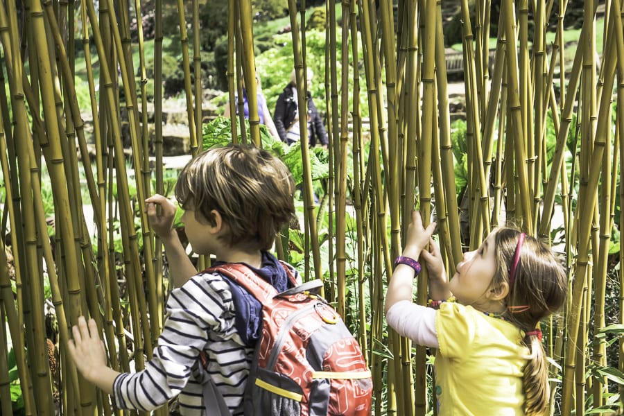 Theo and Pod fascinated by bamboo