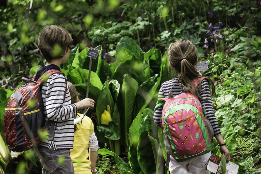 Western skunk cabbage and kids at RHS Wisley