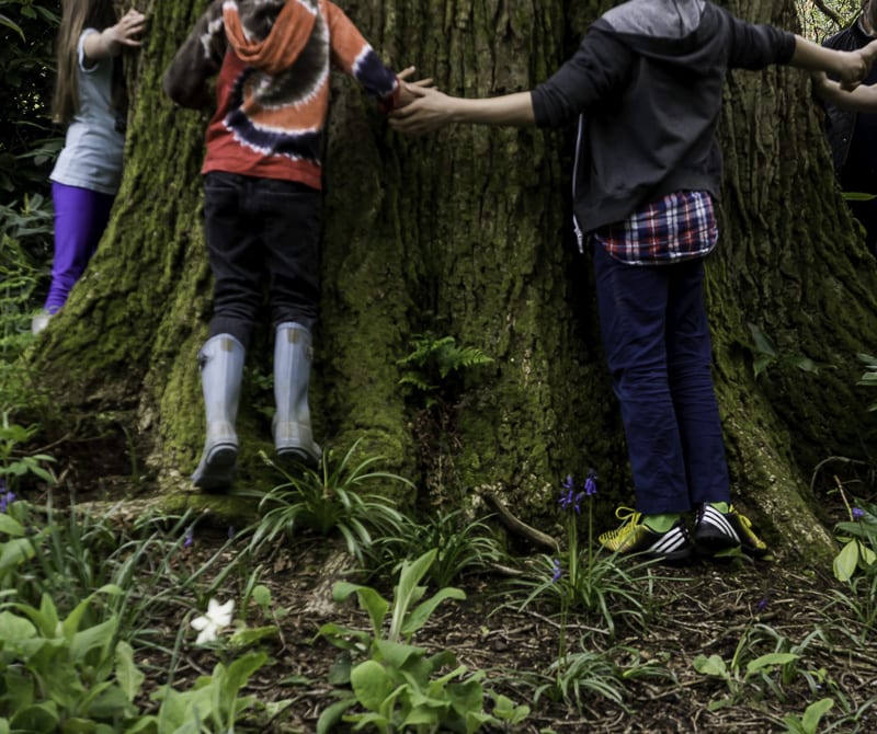 tree hugging to estimate oak age