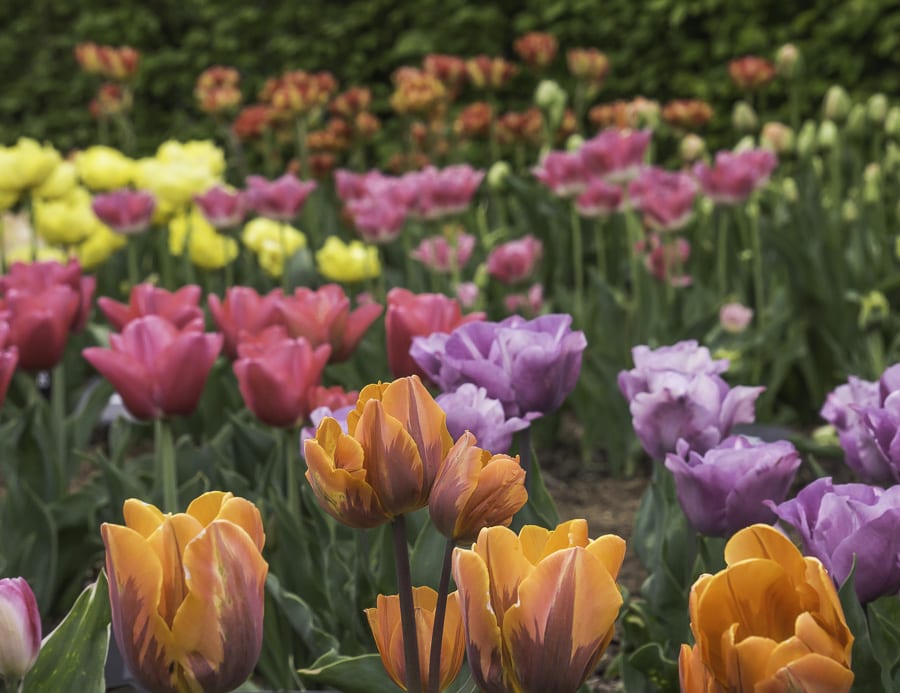 Tulips all colours RHS Wisley
