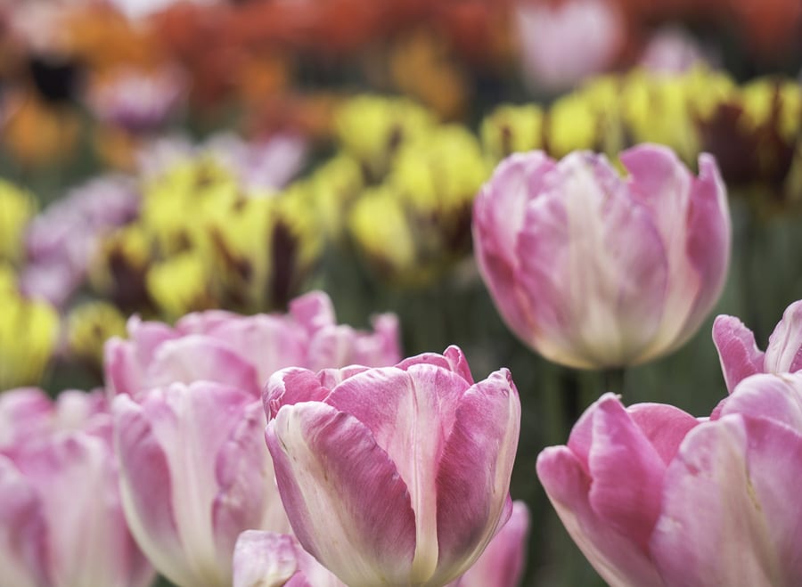 Tulips variety of colours rhs wisley