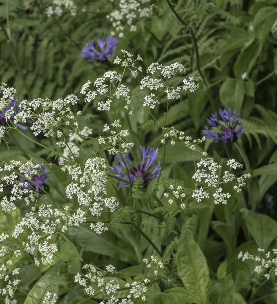 white and purple wild flowers