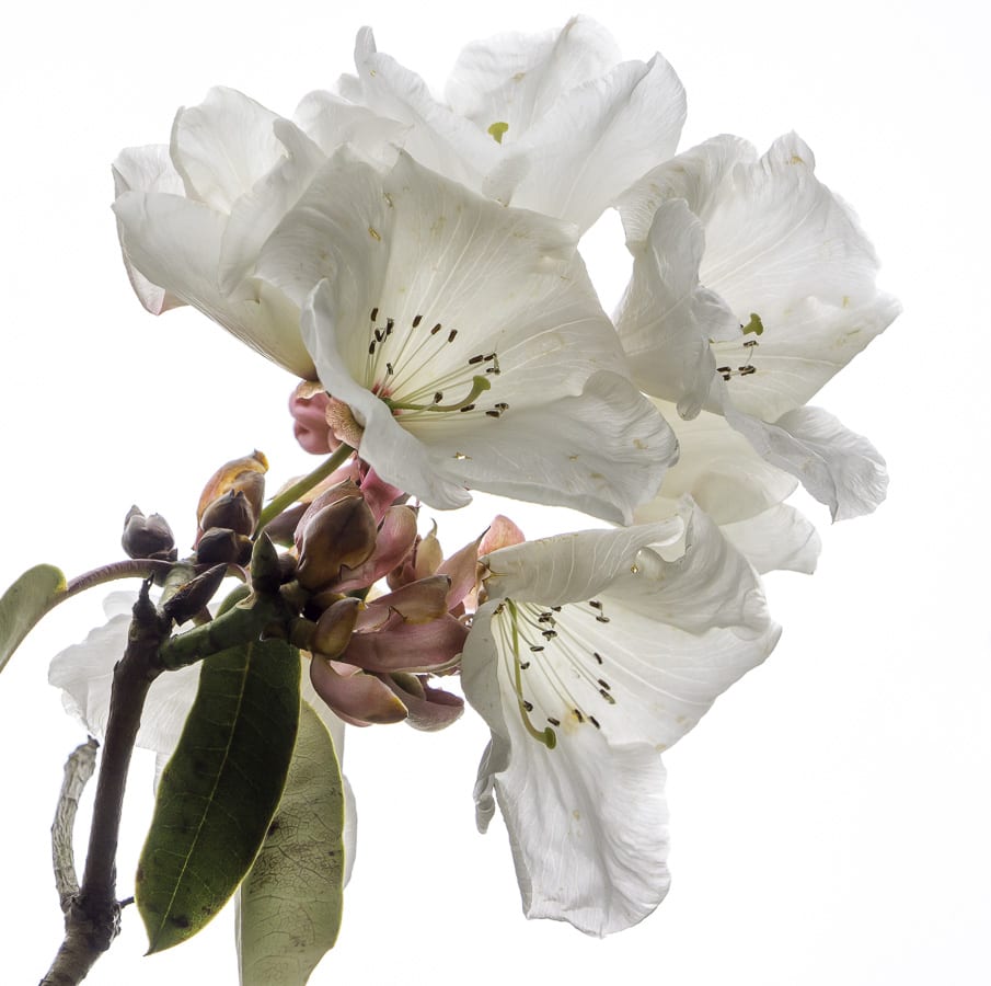 White rhododendron flowers in light