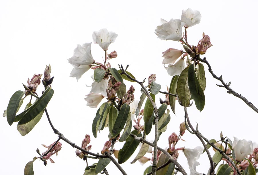 White rhododendron with pink buds