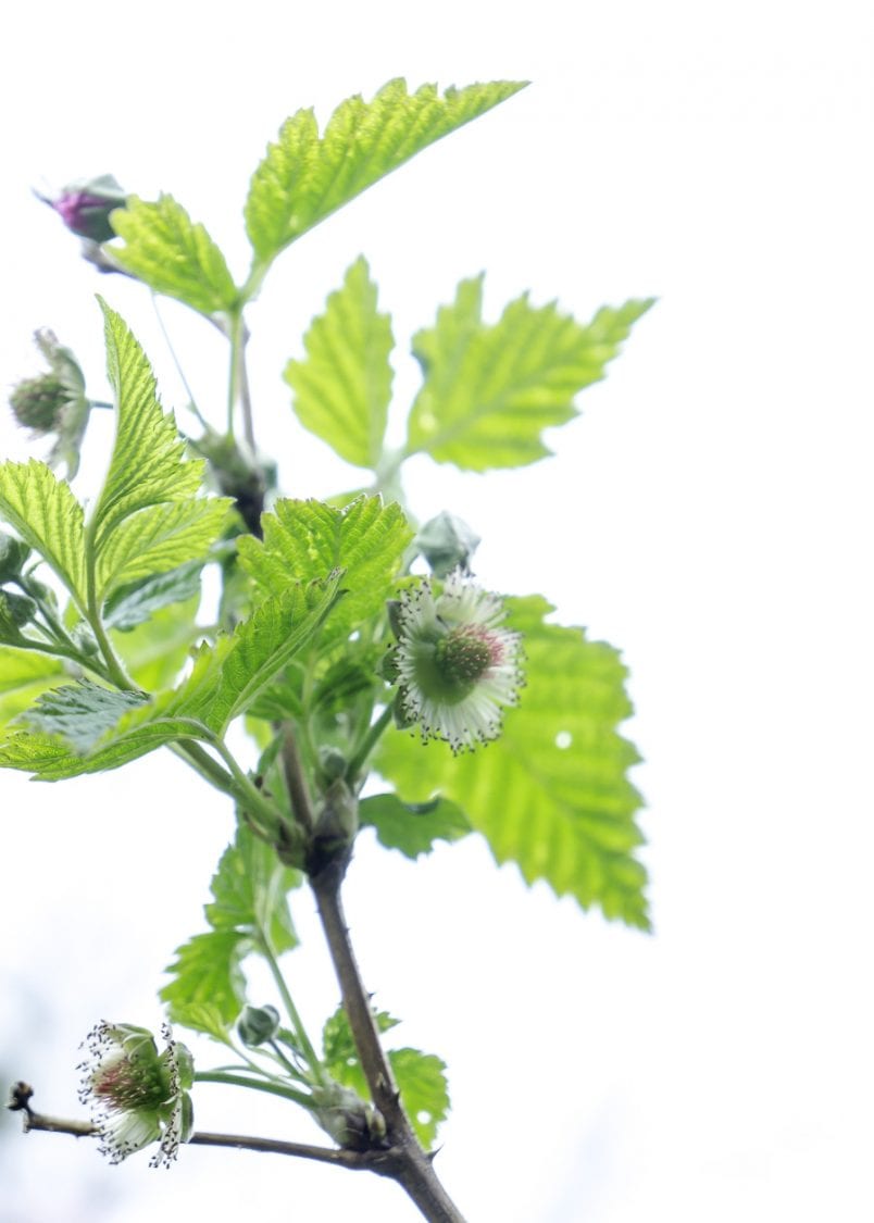 Wild raspberry buds