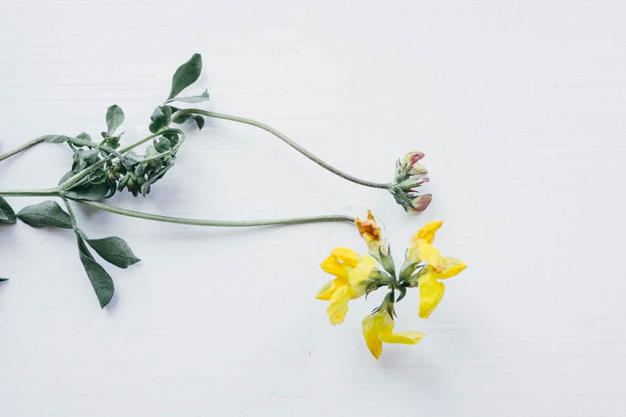 Birds foot trefoil