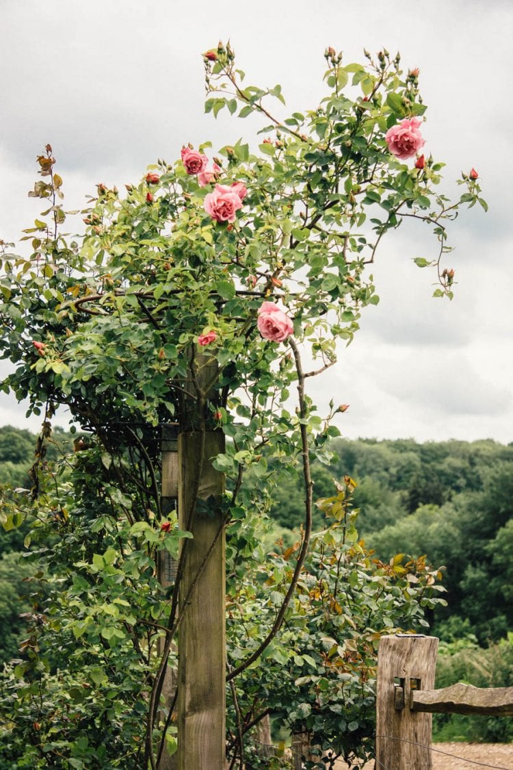 Climbing rose on wood pillar