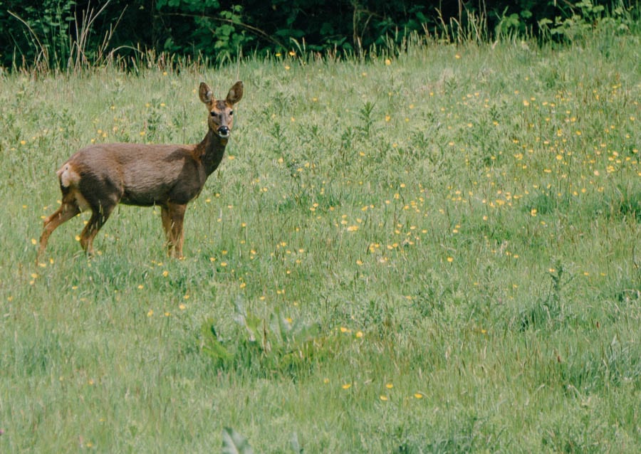 Deer amid wild flowers