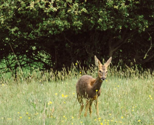 Deer in wild flower field