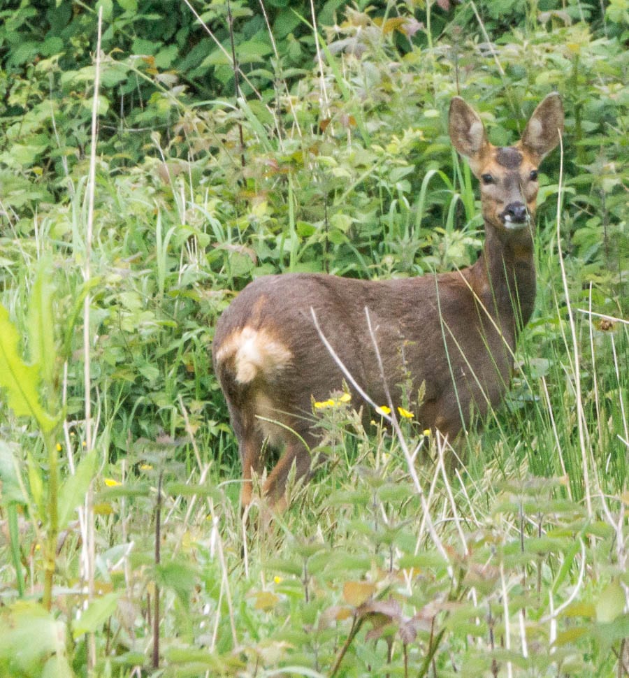 Deer near garden