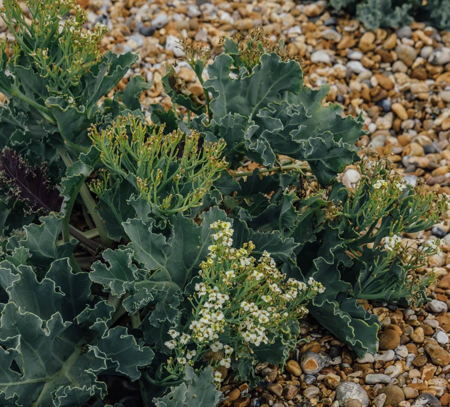 Dungeness flowers Sea Kale