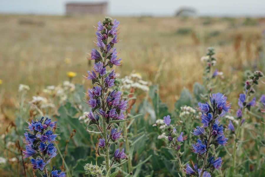 Dungeness flowers Vipers Bugloss