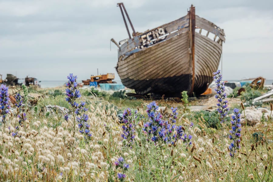 Dungeness flowers and abandoned boat