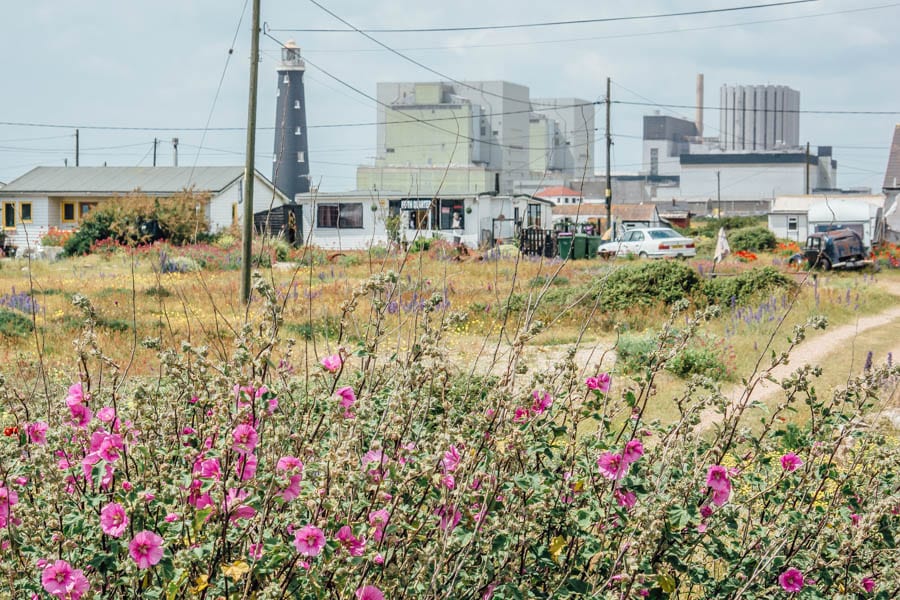 Dungeness flowers and buildings