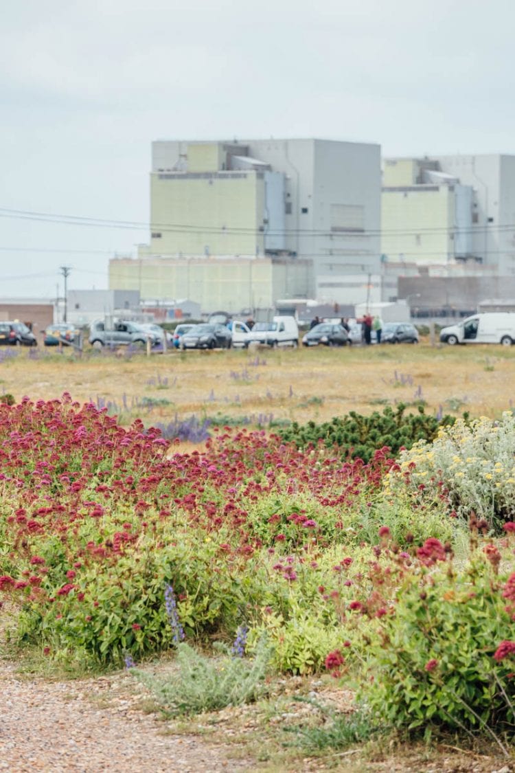 Dungeness flowers and nuclear power stations