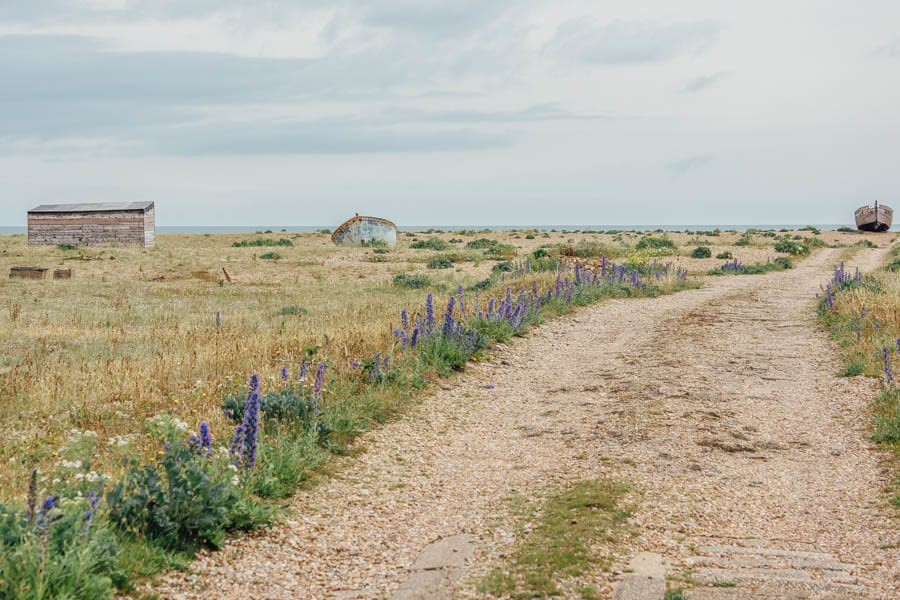 Dungeness flowers and track to beach