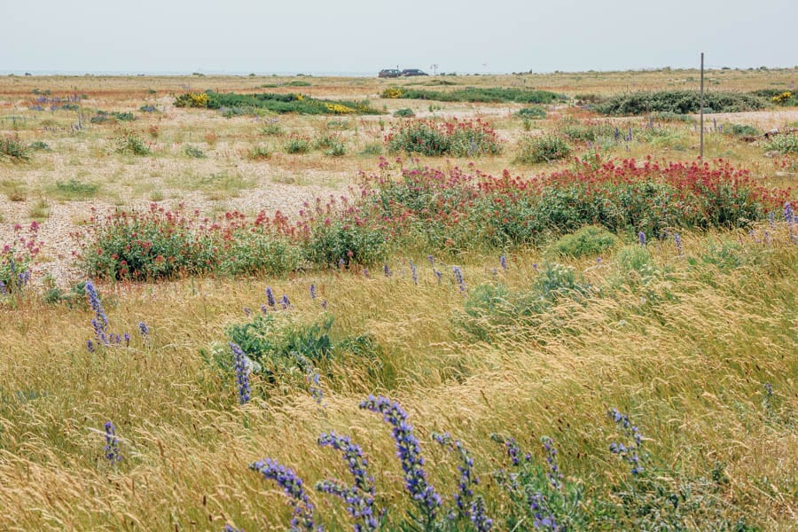 Dungeness flower diverity on shingle beach