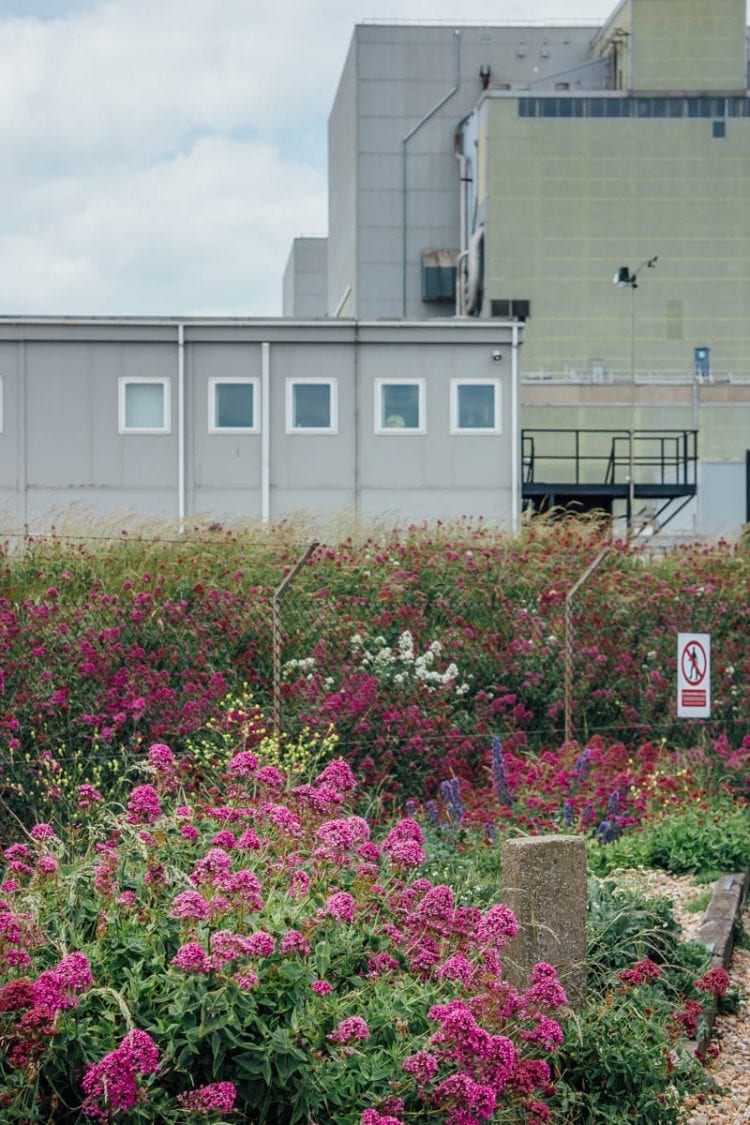 Dungeness flowers in front of nuclear power station