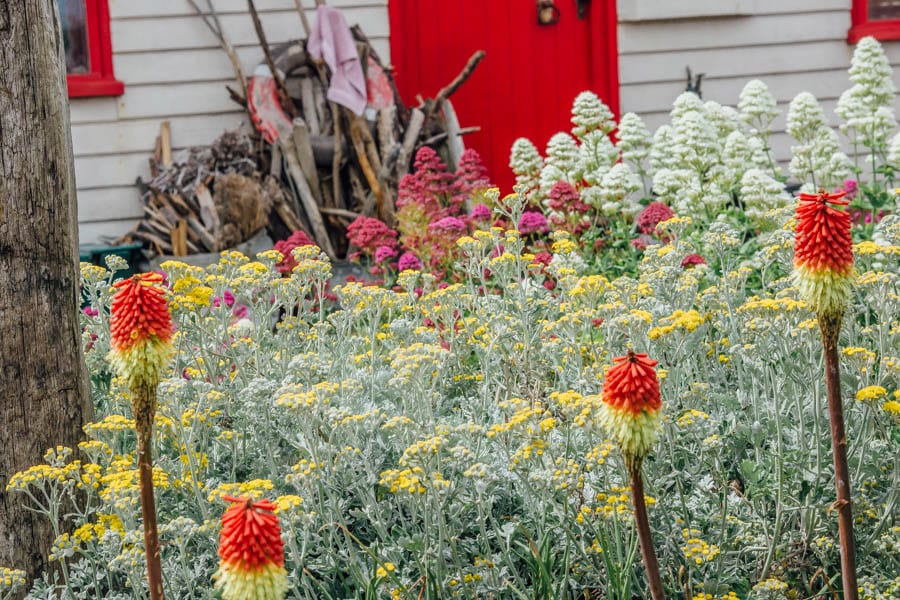 Dungeness flowers red hot poker Nobilis in garden