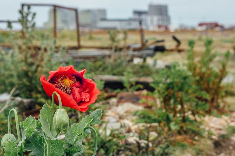 Dungeness flowers red poppy and nuclear power stations