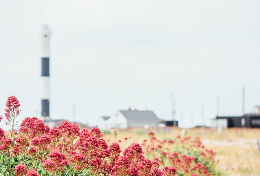 Dungeness flowers red valerian and lighthouse