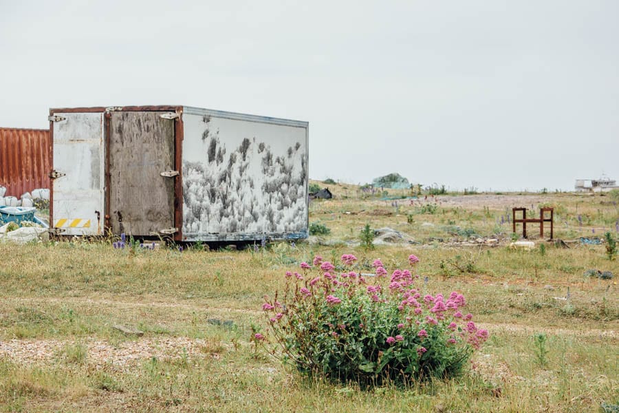 Dungeness flowers red valerian and shipping container