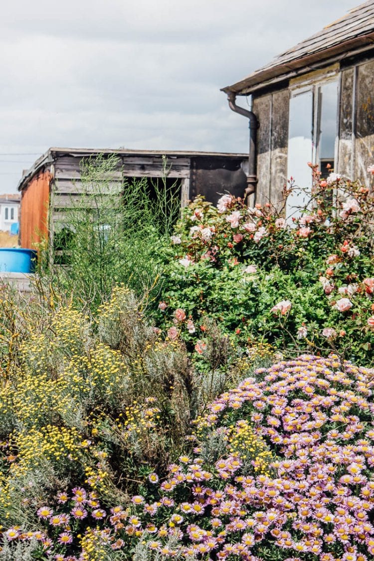 Dungeness flowers roses cottage